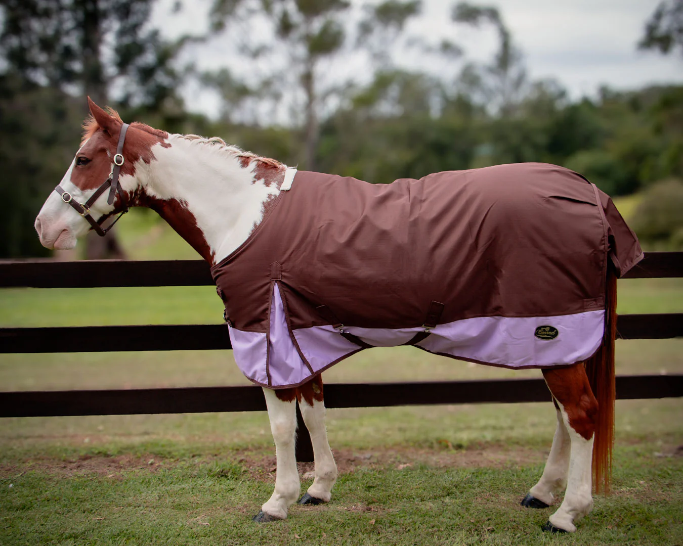 Conrad 1200D Horse Rug - Chocolate & Lilac