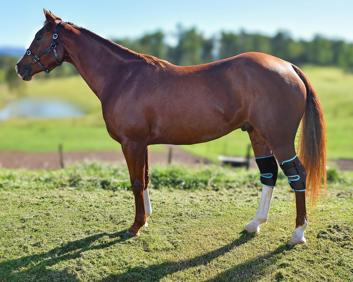 Equi-Prene Magnetic Hock Wrap - Image 6