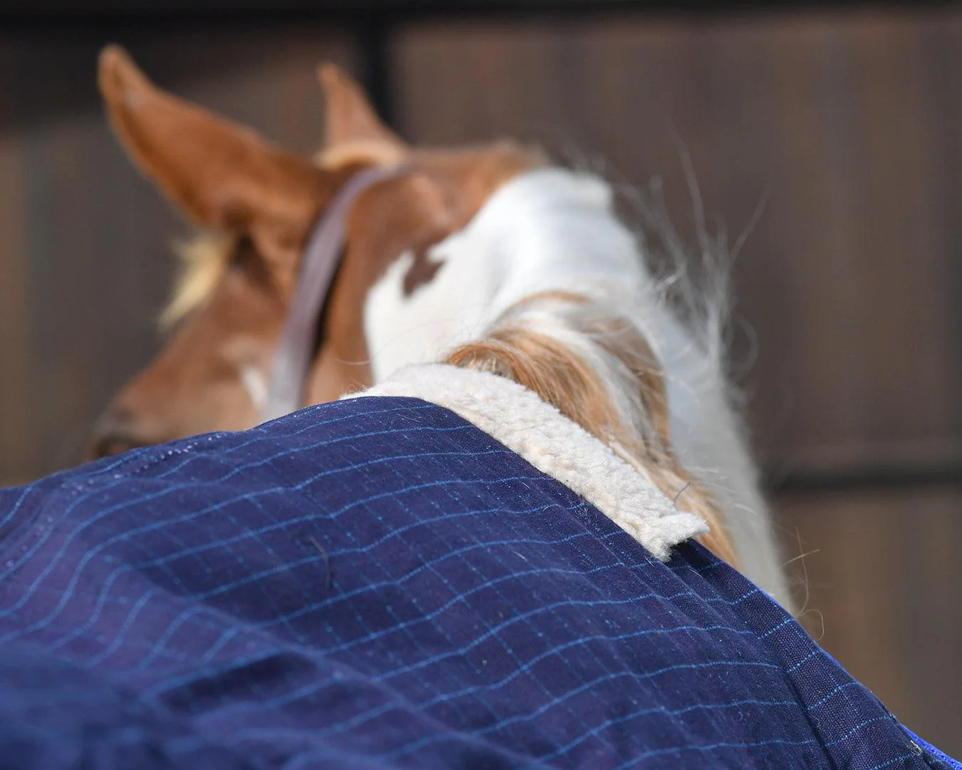Horsemaster Ripstop Canvas 200G Fill Horse Rug - Image 3
