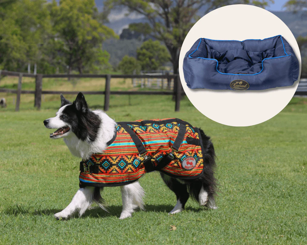 Nicoma Dog Coat & Bed Bundle