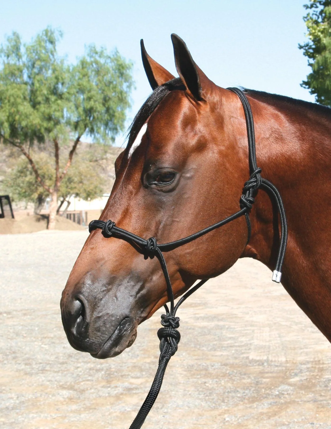 Professional's Choice Clinician Halter