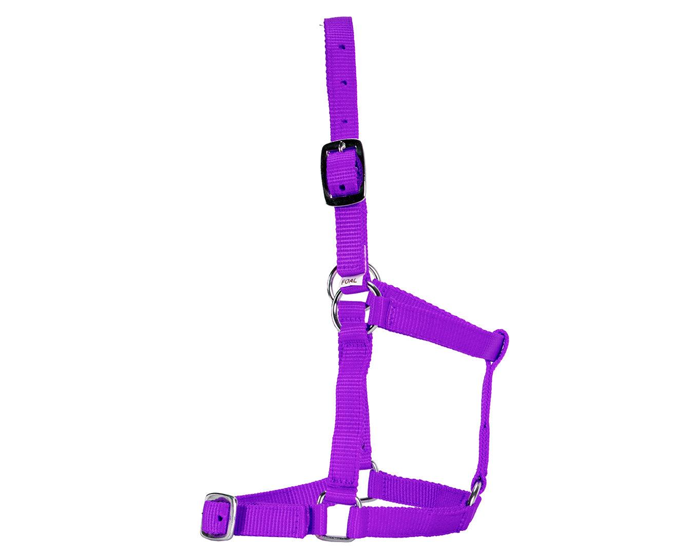 Rancher Economy Foal Halter - Image 4