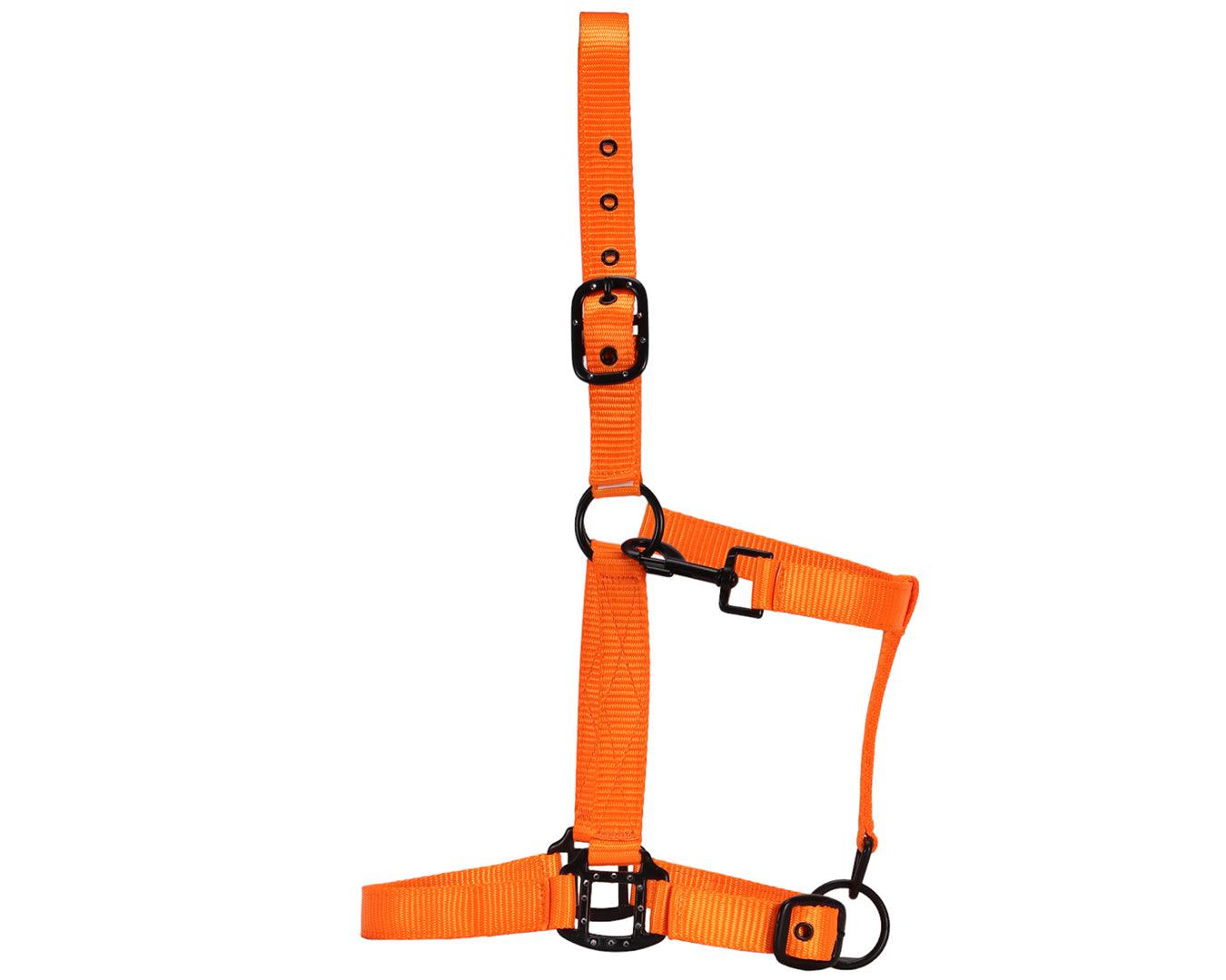 Rancher Halter w/Black Detail - Image 17