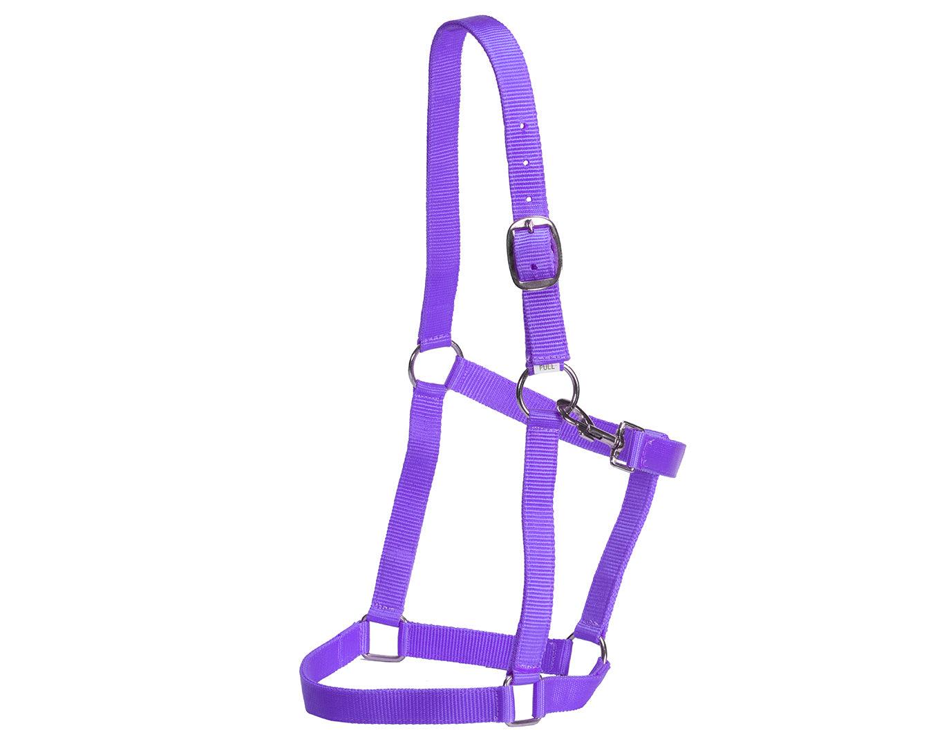 Rancher Economy Stable Halter - Various Colours - Image 14