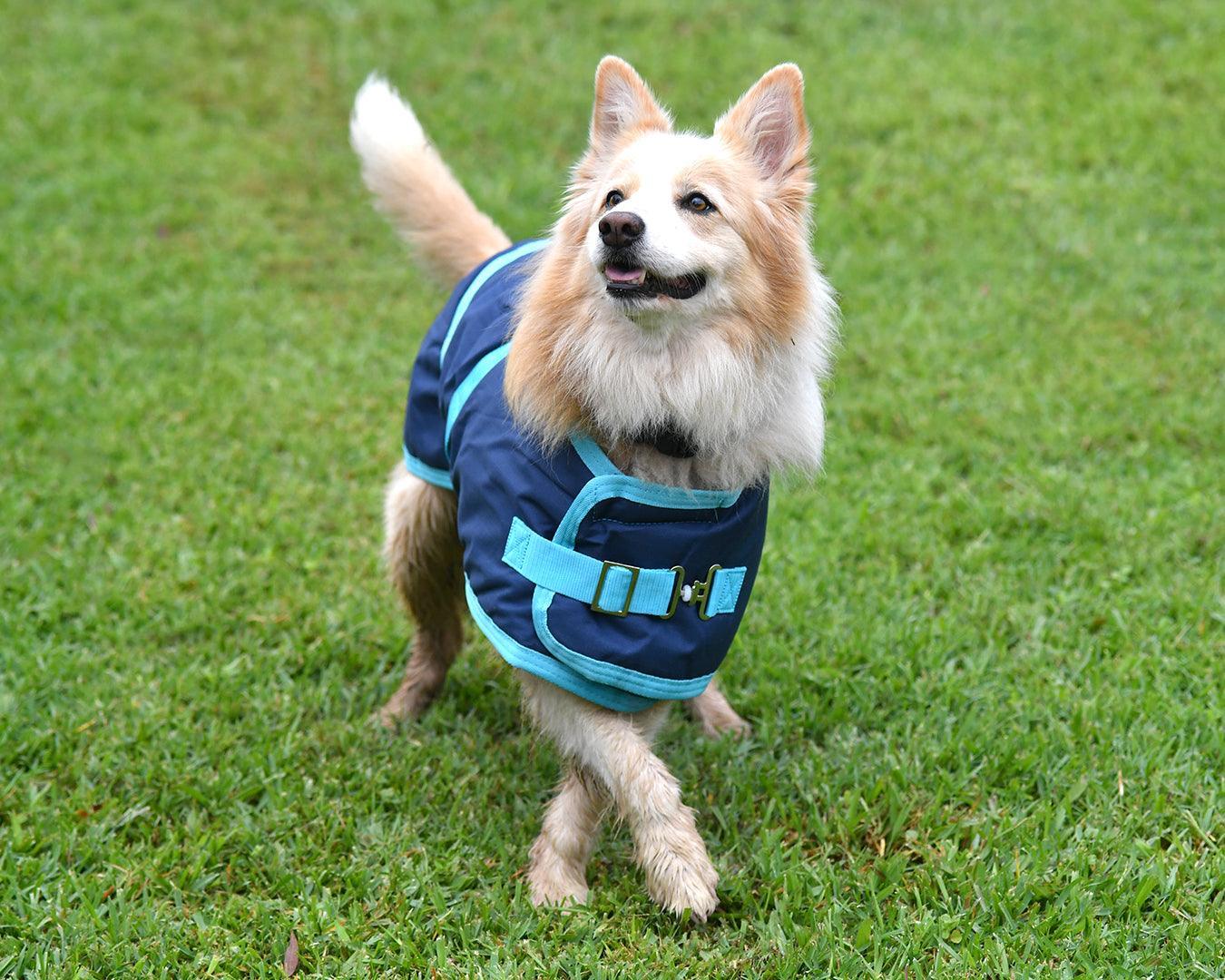 Thermo Master Supreme Dog Coat - Navy/Baby Blue - Image 3