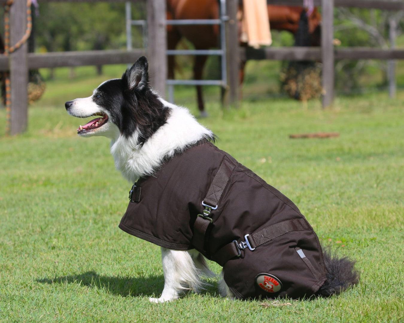 Thermo Master Oilskin Dog Coat - Image 3