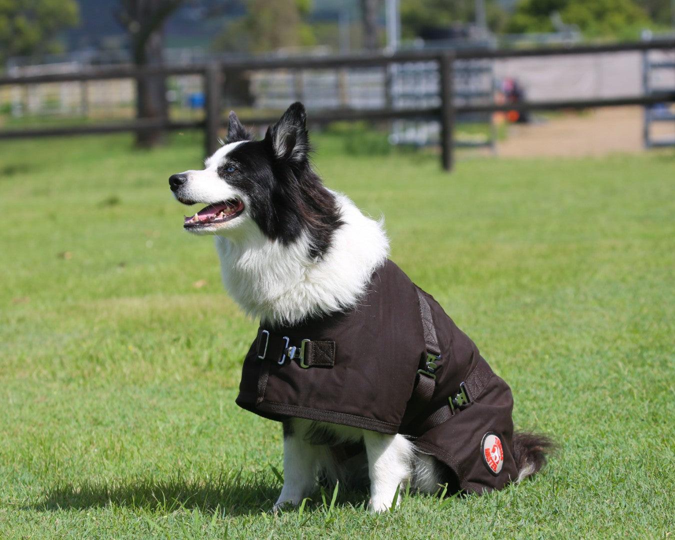 Thermo Master Oilskin Dog Coat - Image 4