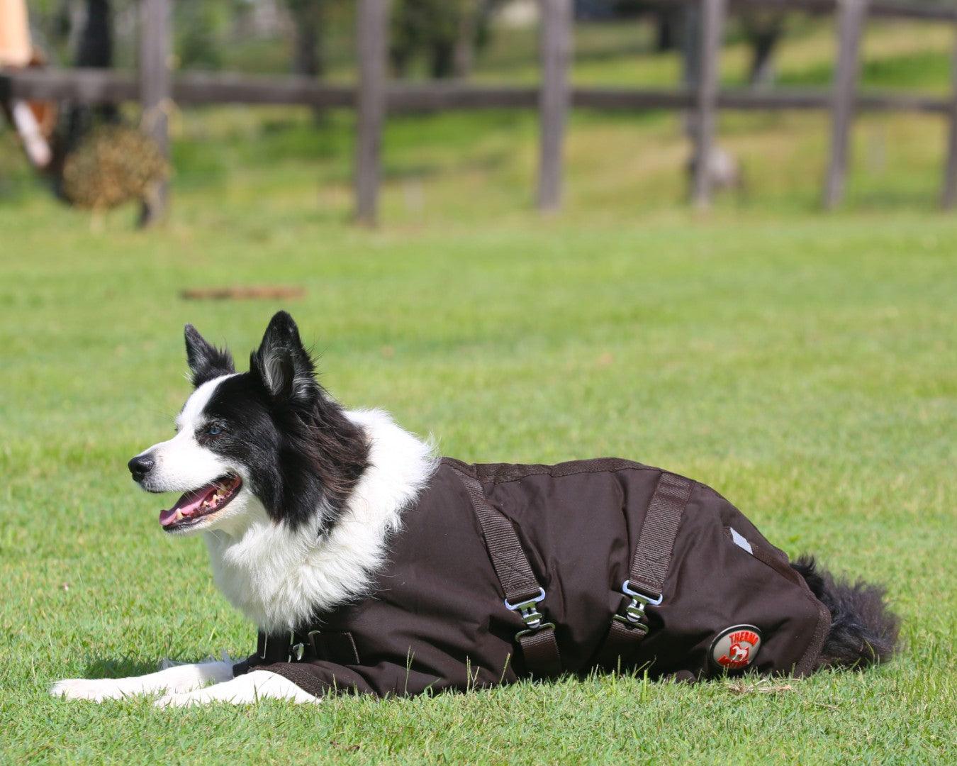 Thermo Master Oilskin Dog Coat - Image 5