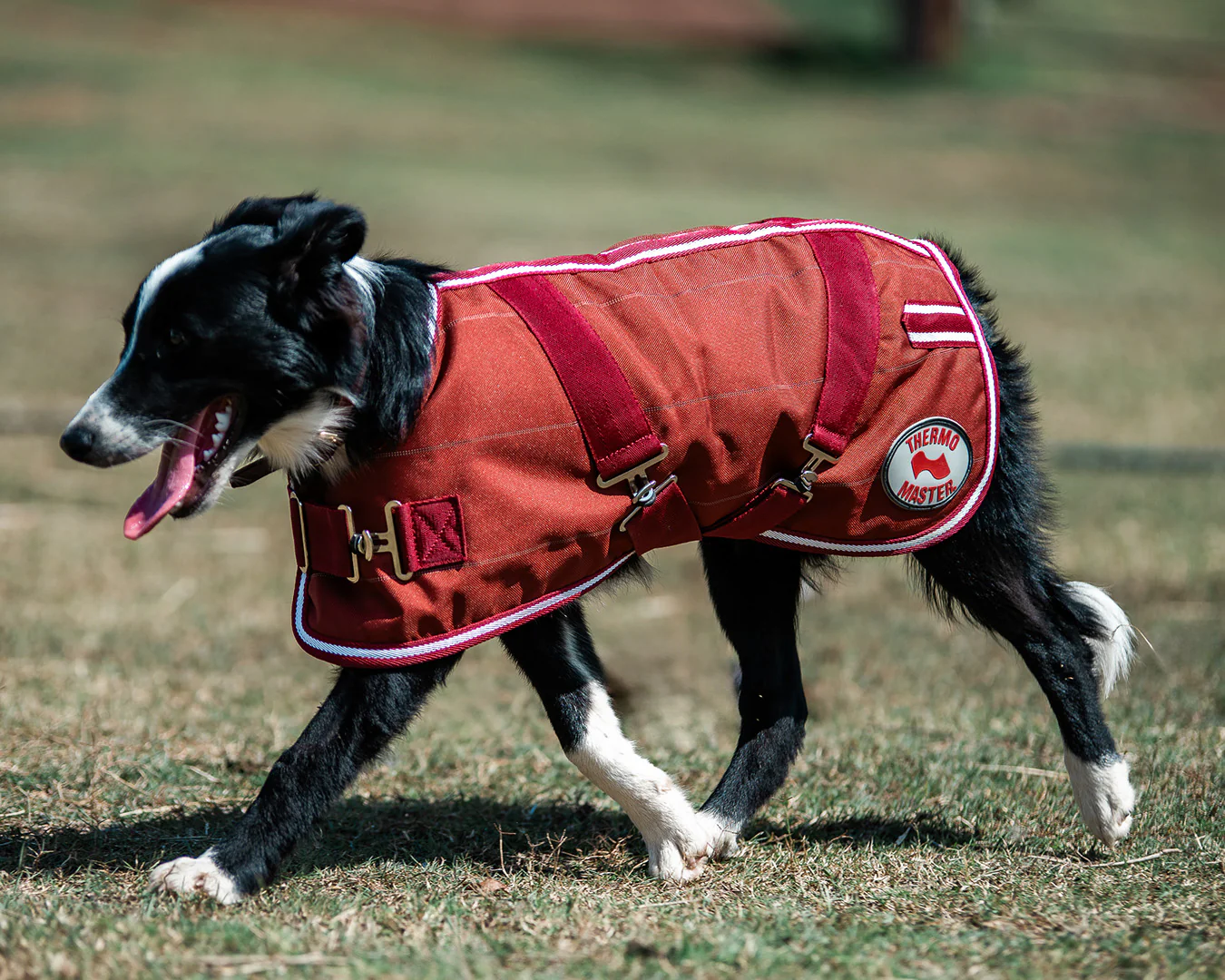 Thermo Master Supreme Dog Coat- Cherry Hi-Vis - Image 3